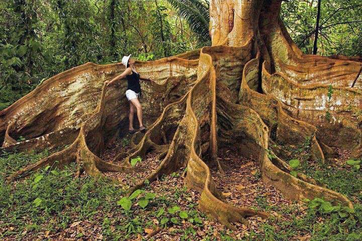 U.S.A five Thousand year old tree...!!!